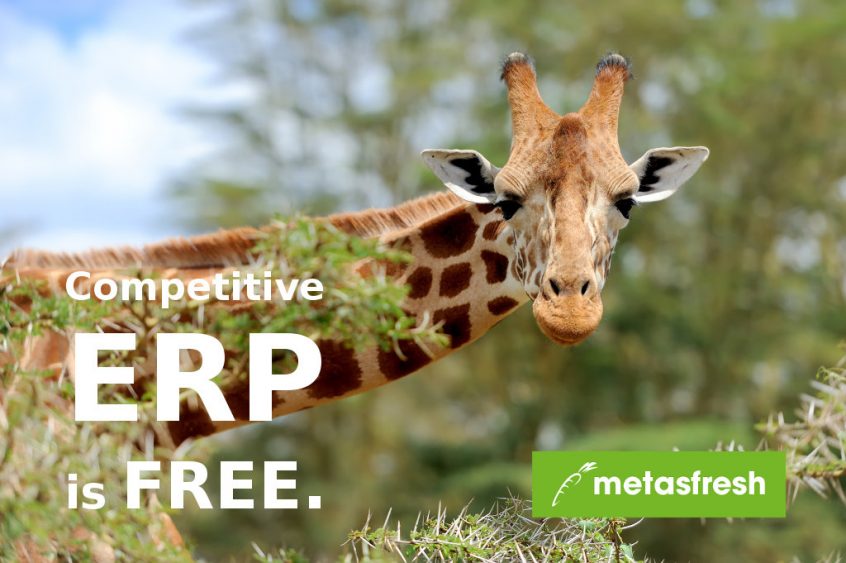 metasfresh giraffe release 5.9